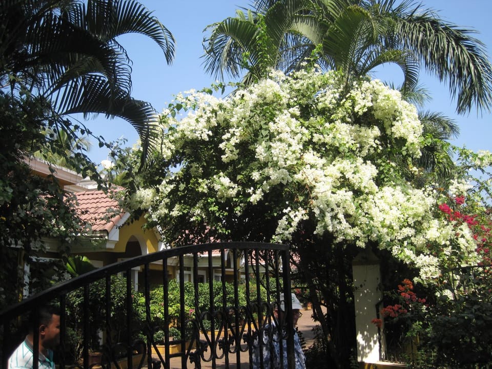 Garden, Garden