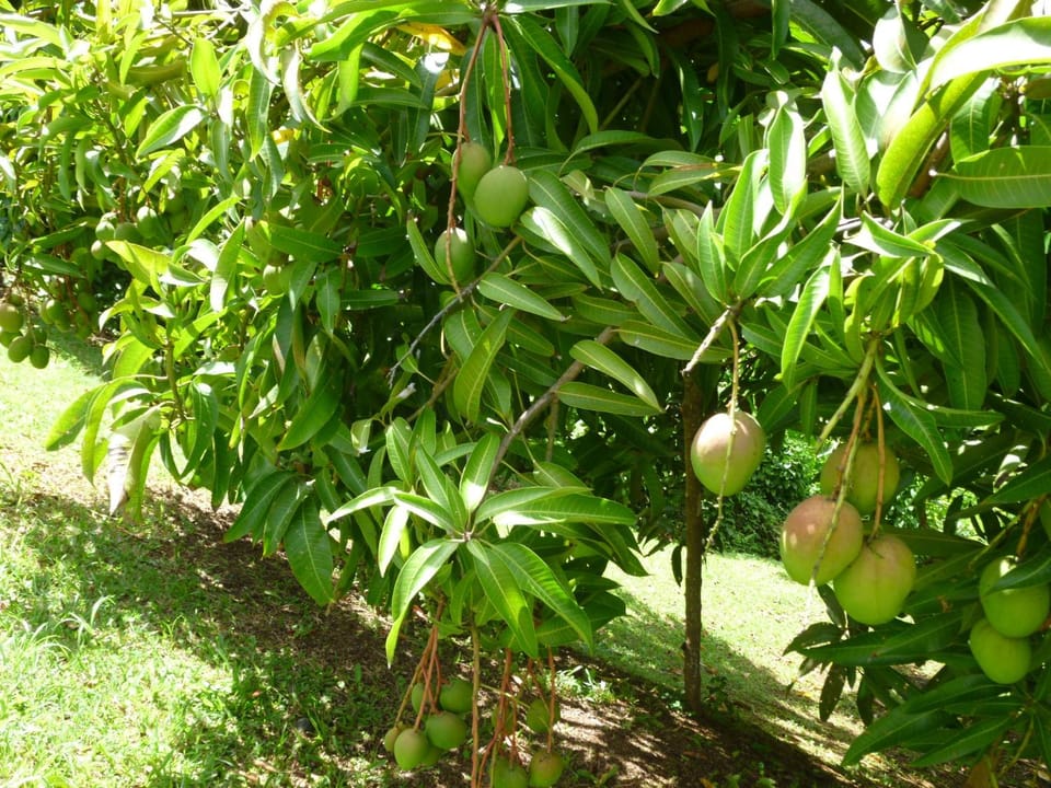 Natural landscape, Garden