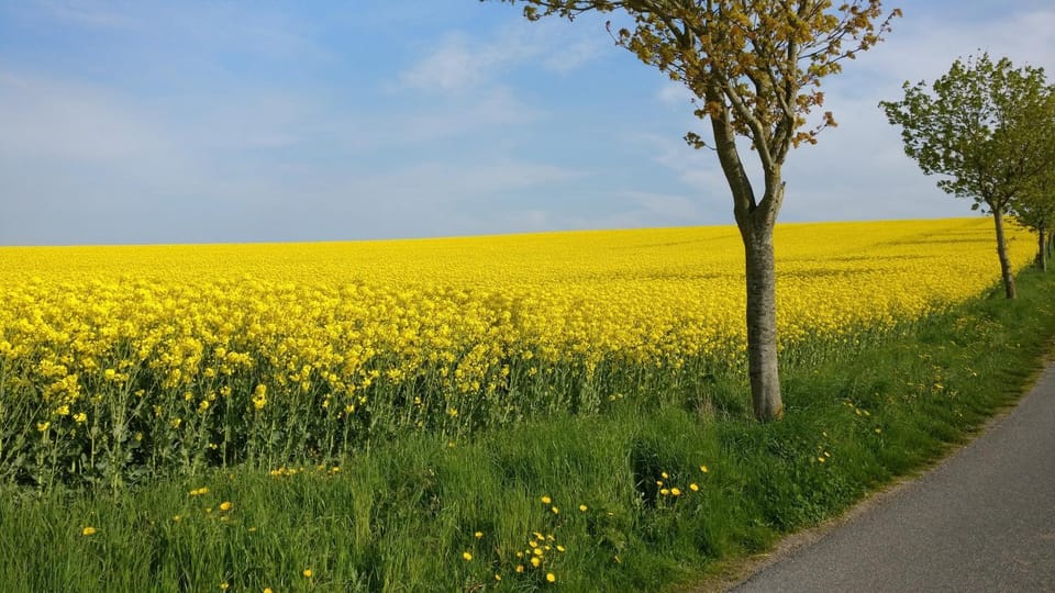 Ferien an der Ostsee Apartment in Ostholstein