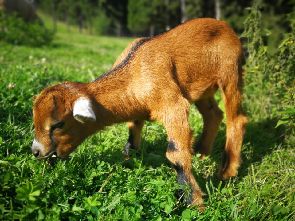 Animals