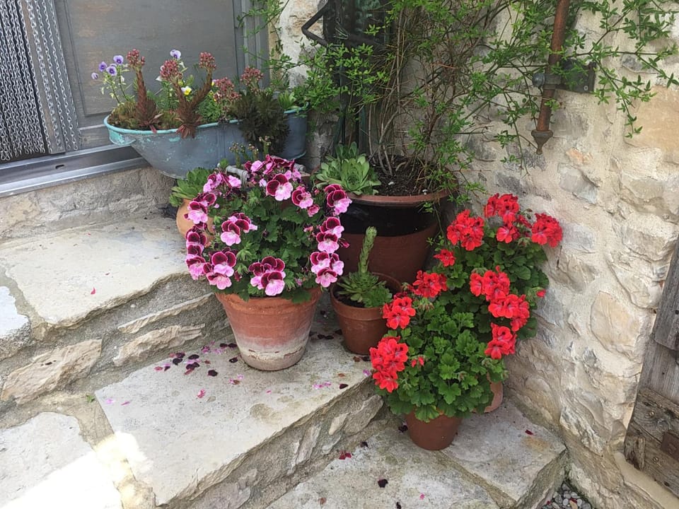 Garden view