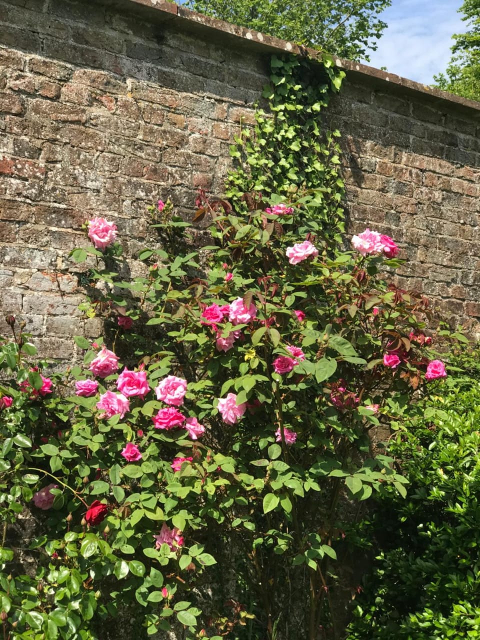 The Potting Shed Apartment in North Devon District