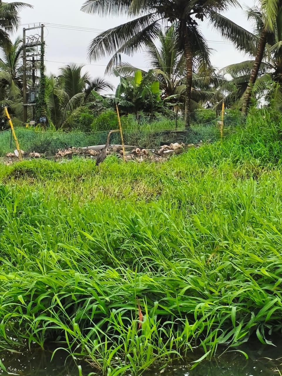 Mango Kerala Homes Vacation rental in Kumarakom