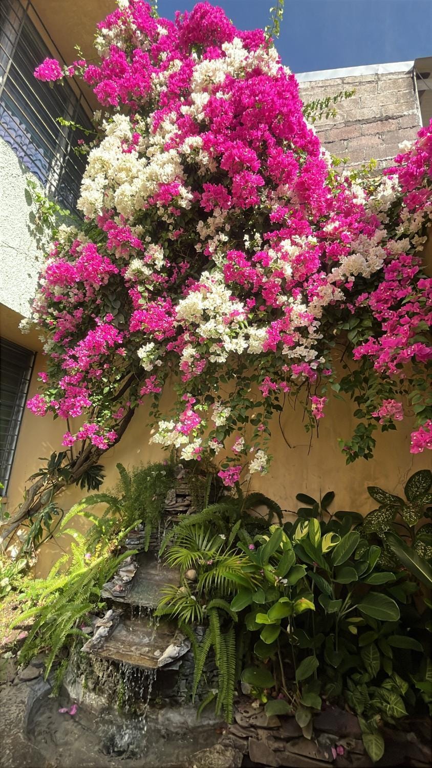 Garden view, Garden view