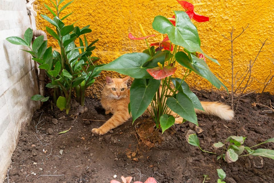Animals, Pets