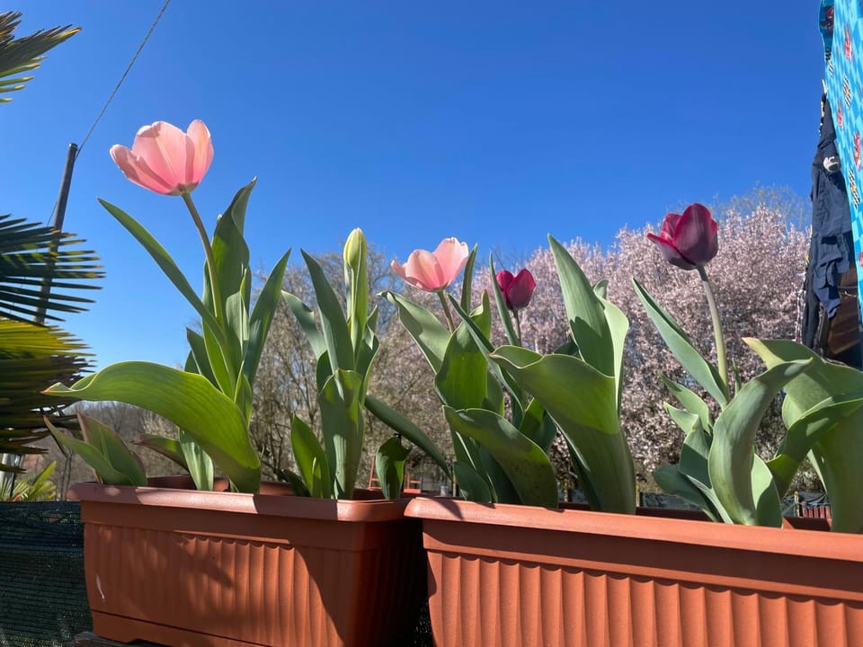 Garden view