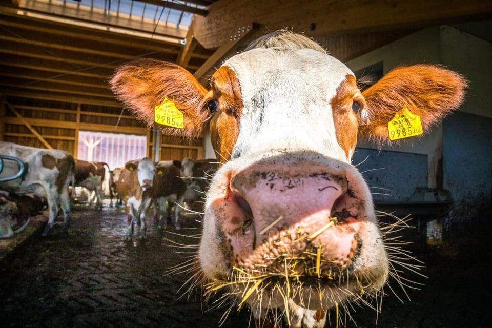 Animals, Pets, Landmark view