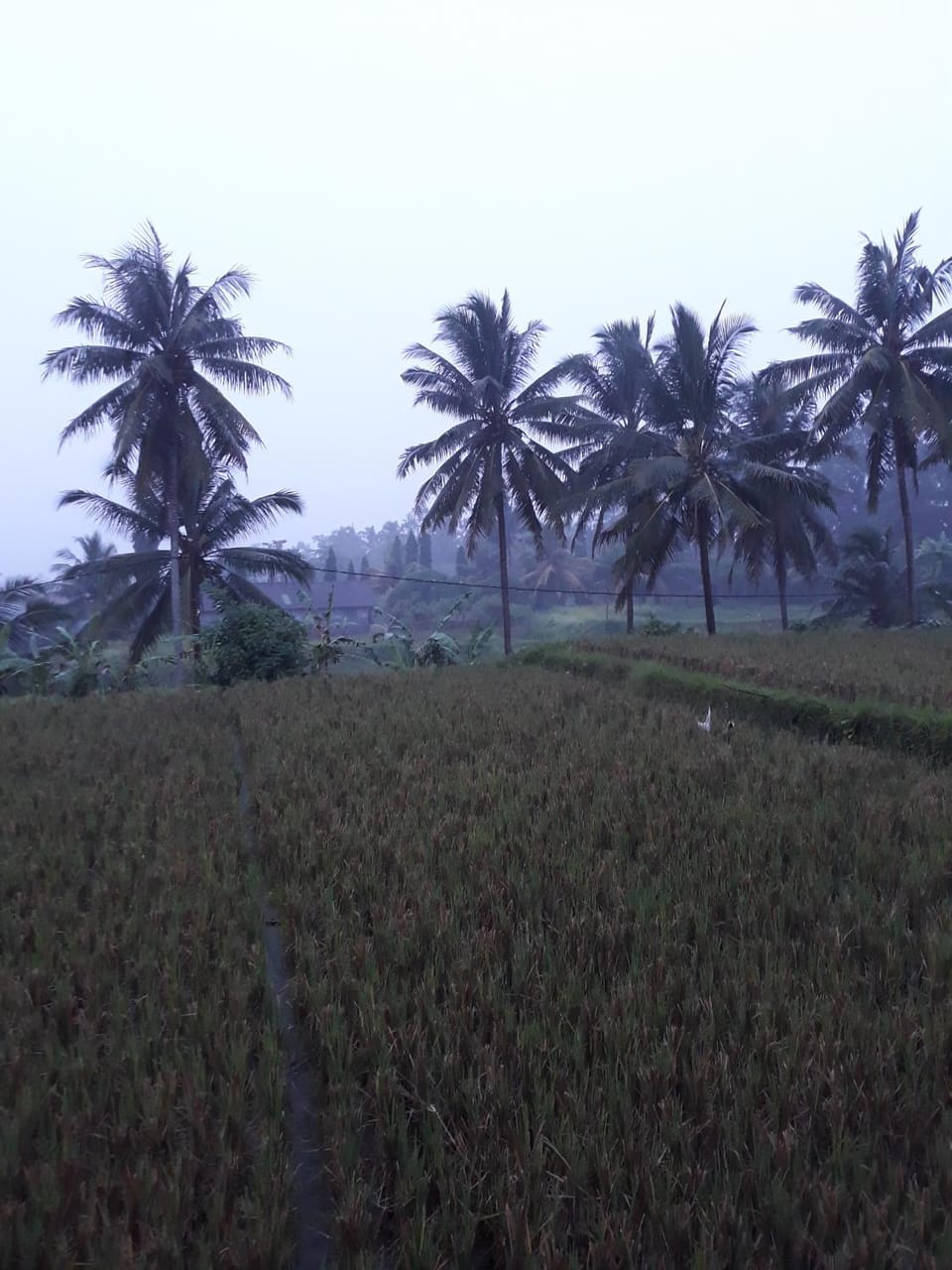 Umah Dangin Guest House Bed and Breakfast in Ubud