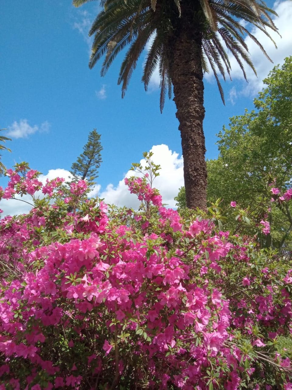 Garden view