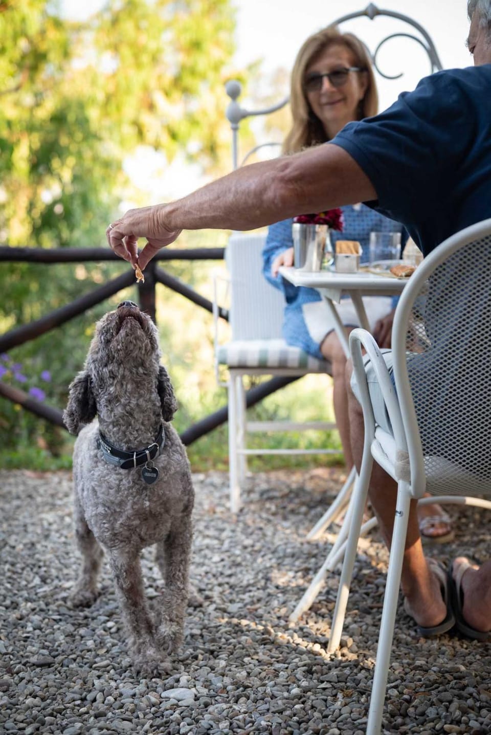 Pets