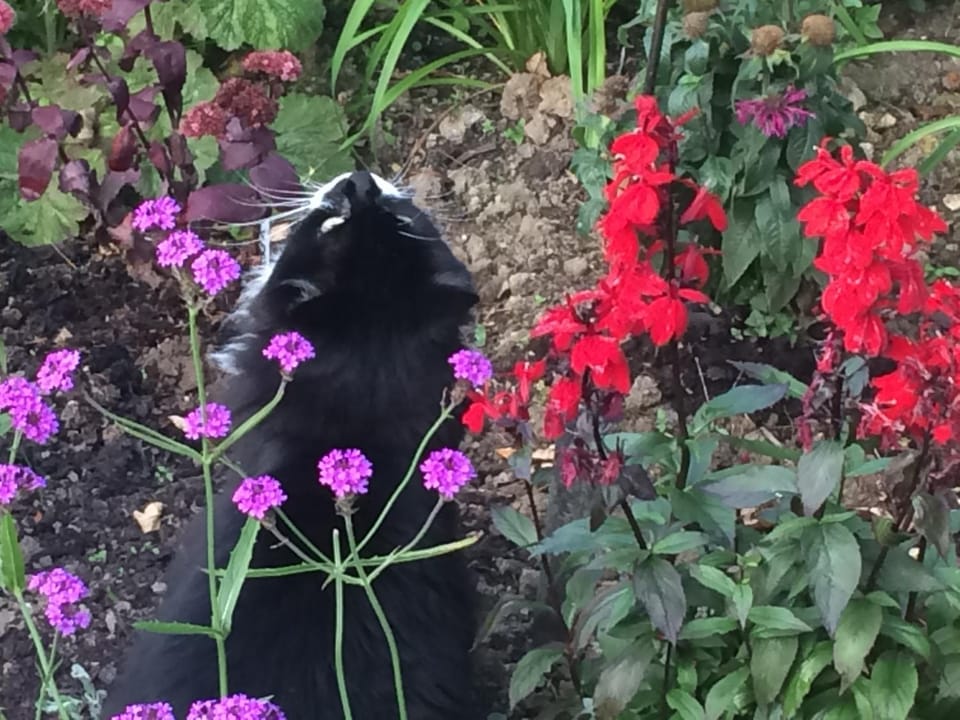 Garden, Pets