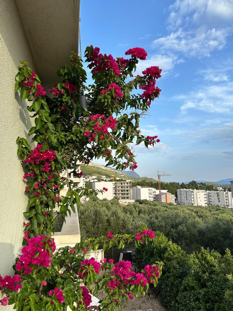 Natural landscape, Garden view