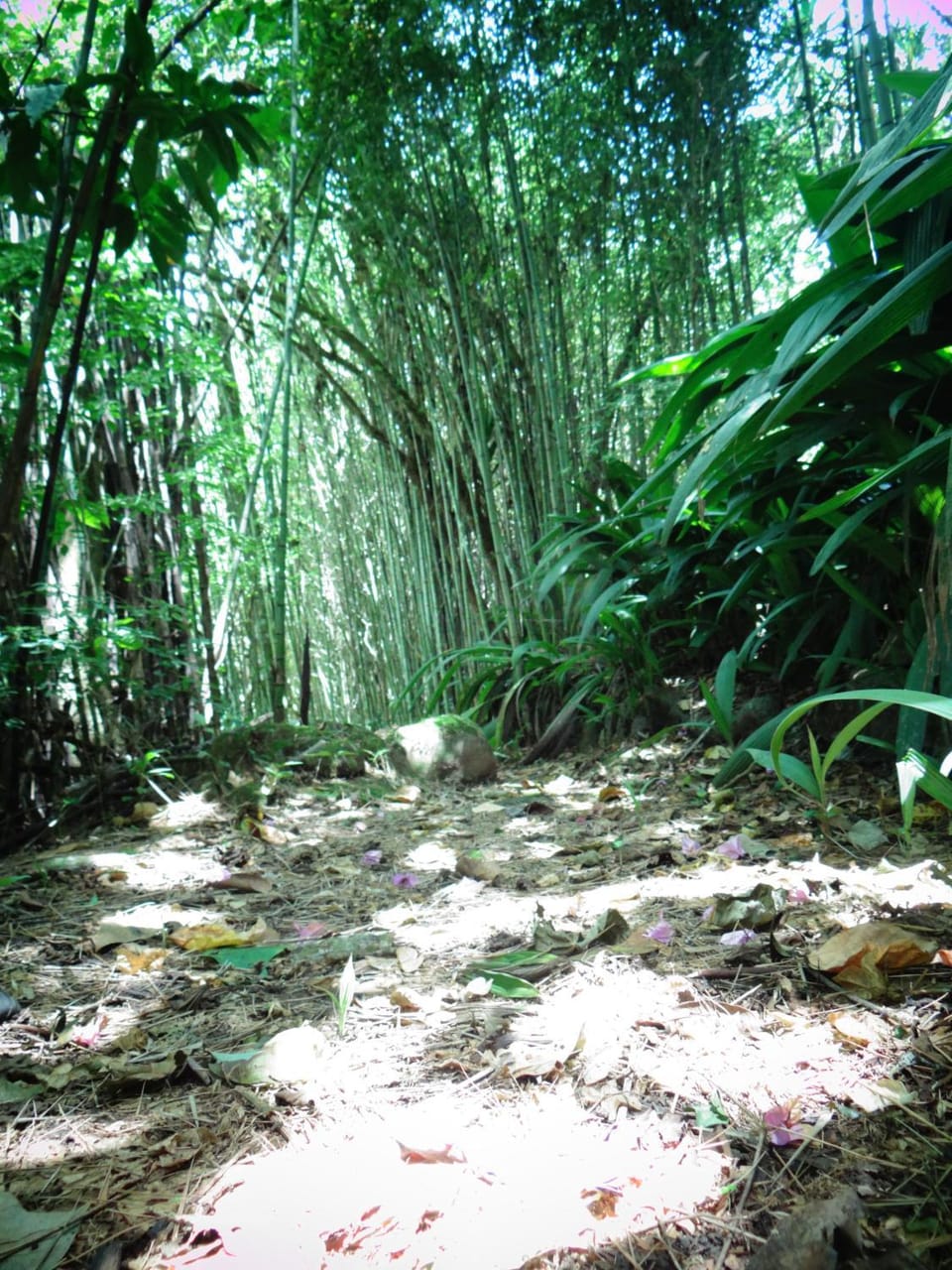 Hiking