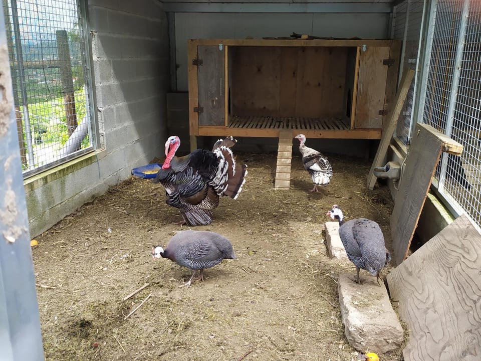 Animals