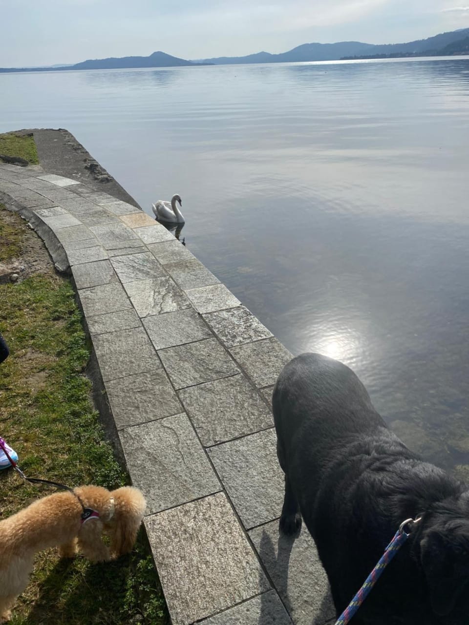 Animals
