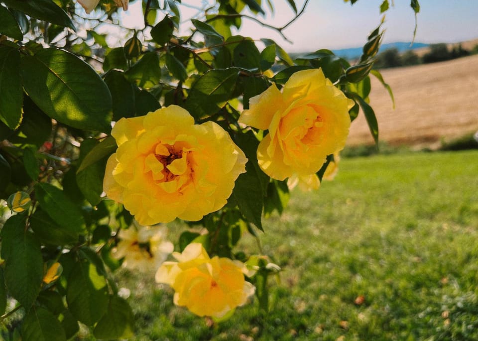 Spring, Day, Garden, Garden view