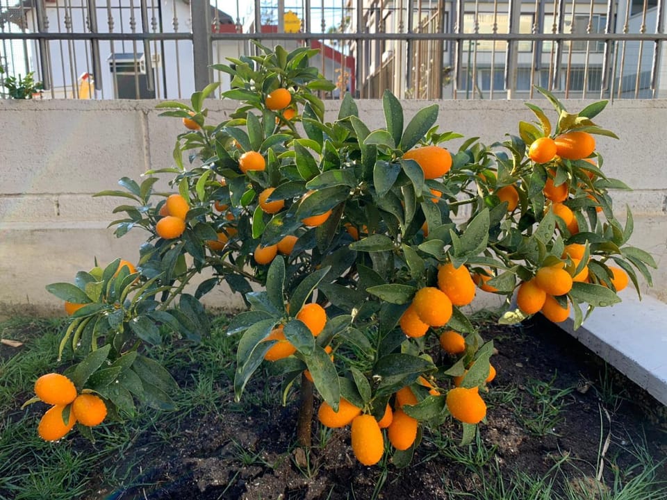 The Great Beauty Apartment Apartment in Bordighera