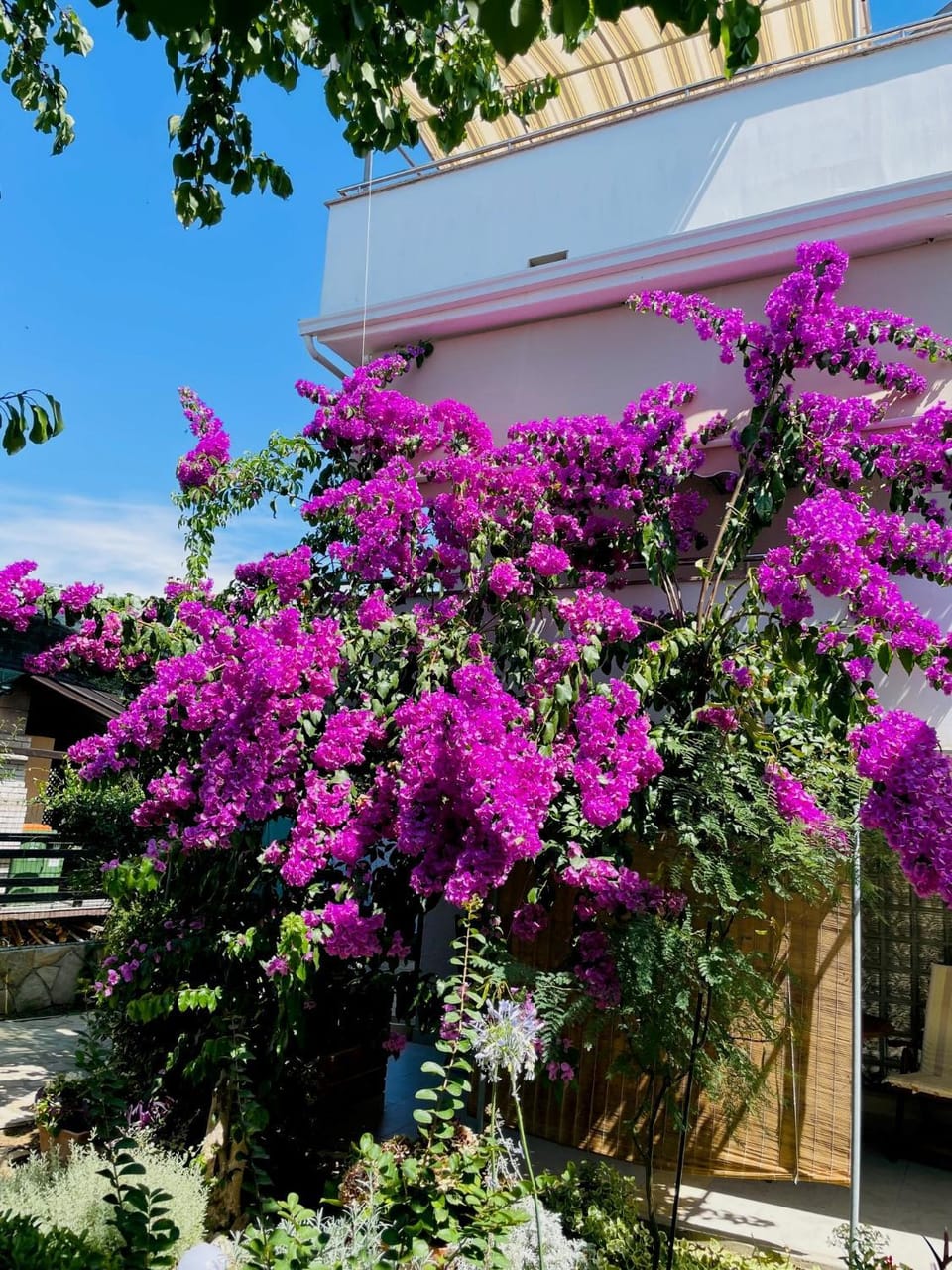 Property building, Garden view
