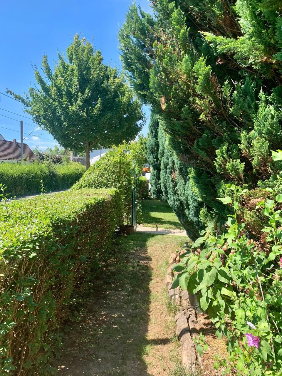 Garden view