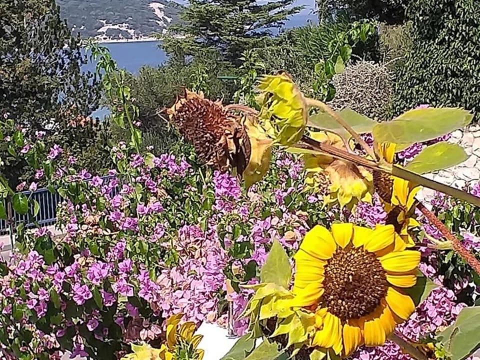 Natural landscape, Garden view