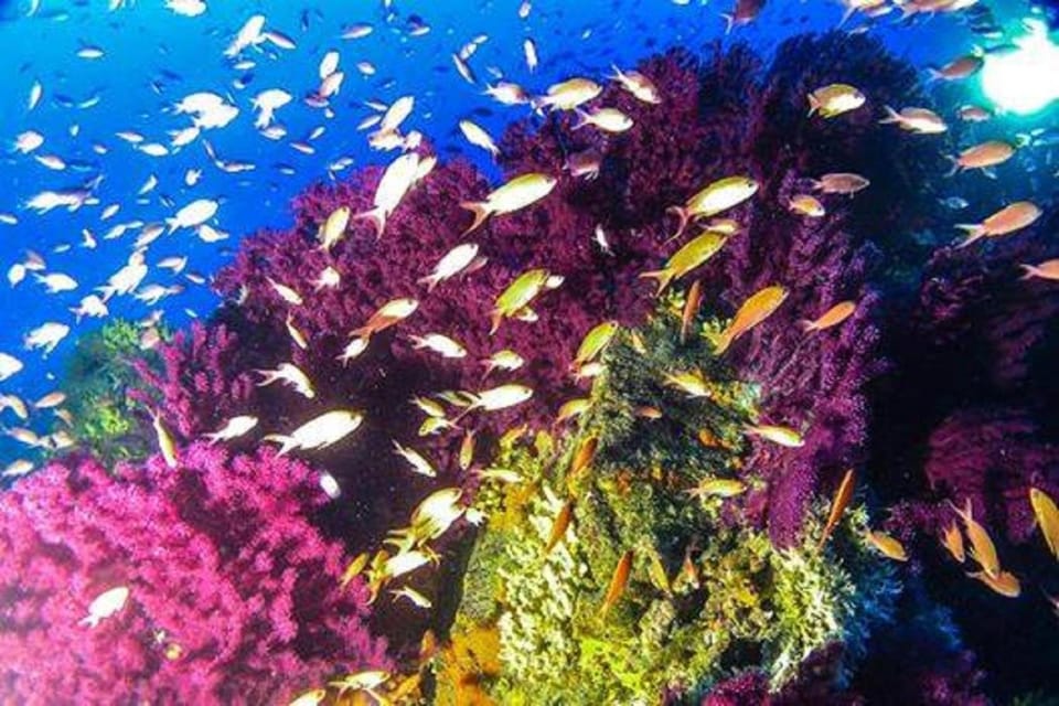 Diving