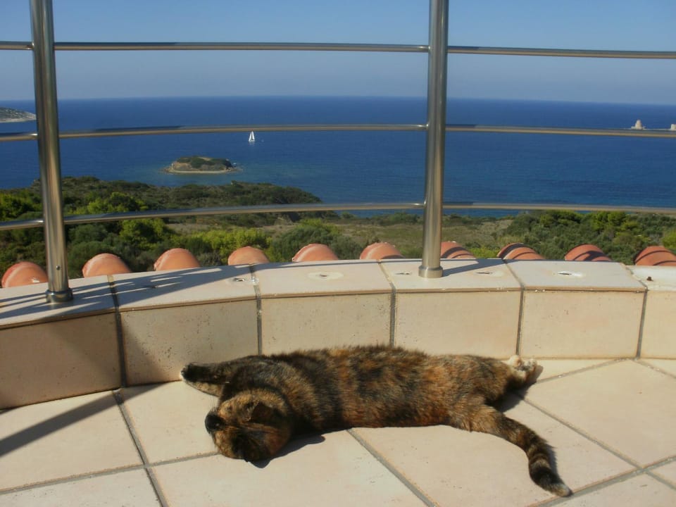 Animals, Sea view