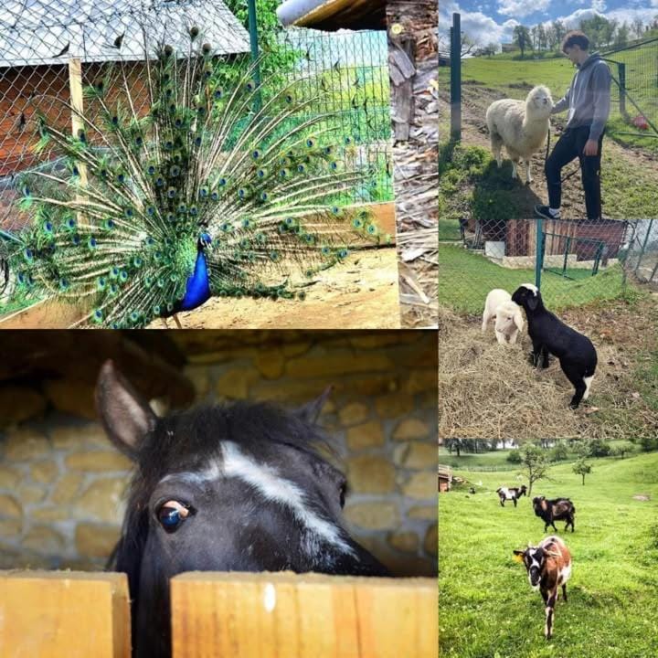 Animals