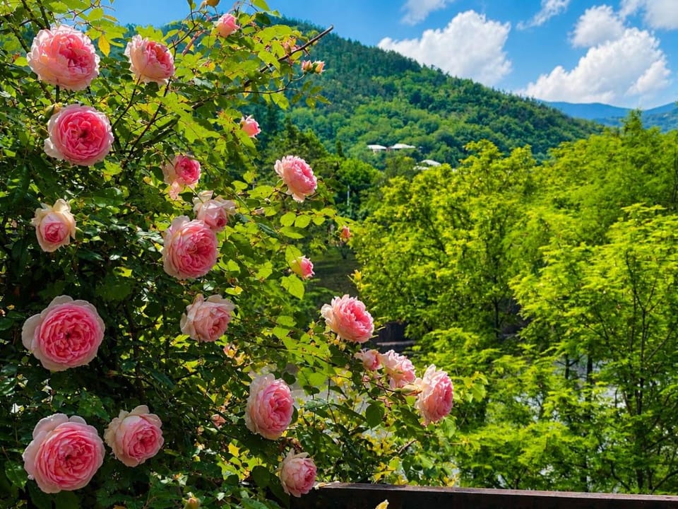 Spring, Day, Natural landscape, Garden, Garden view, Mountain view