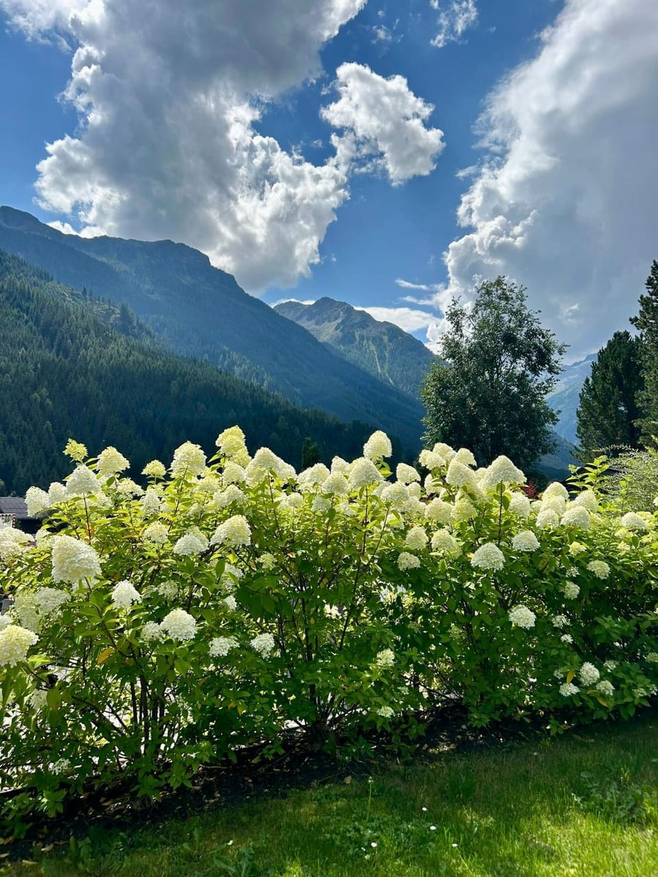 Garden view
