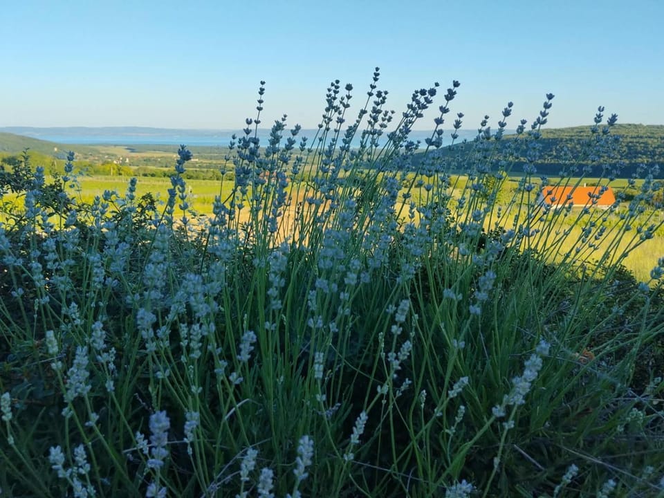 Panorama, Balaton House in Hungary