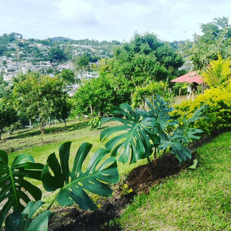 Natural landscape, Garden, Garden view