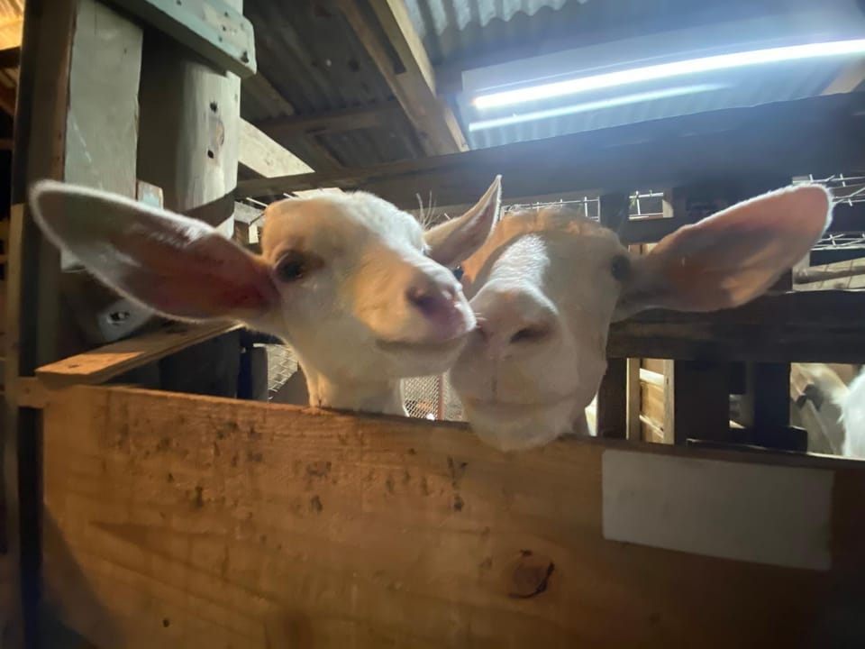 Animals
