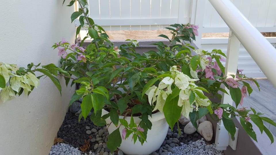 Garden, Decorative detail