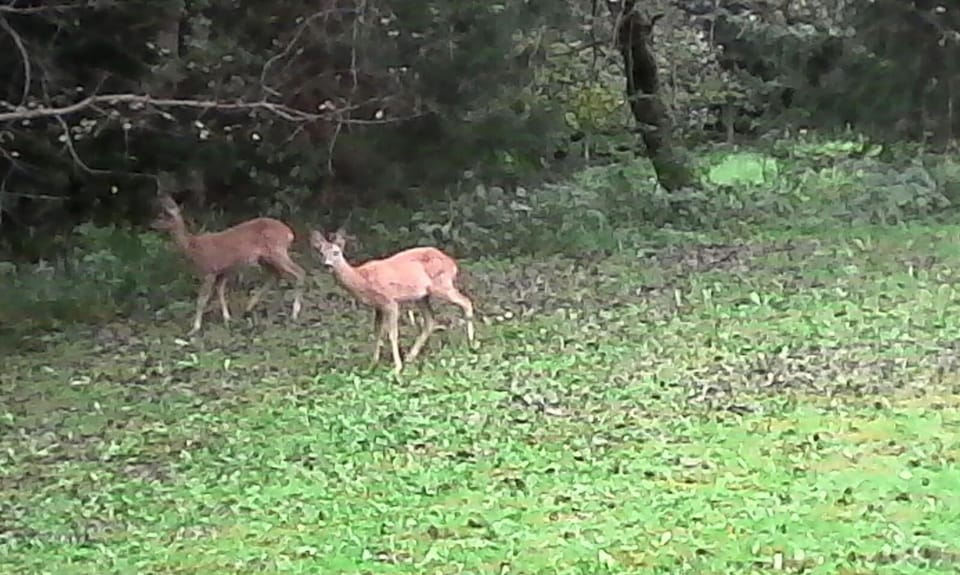 Animals