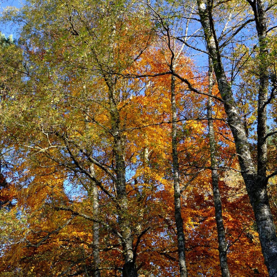 Autumn