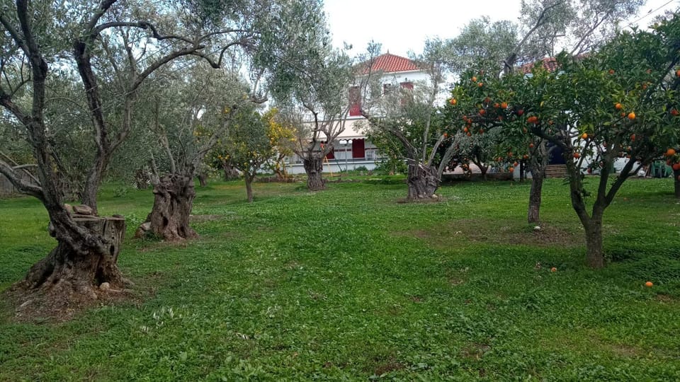 Garden view