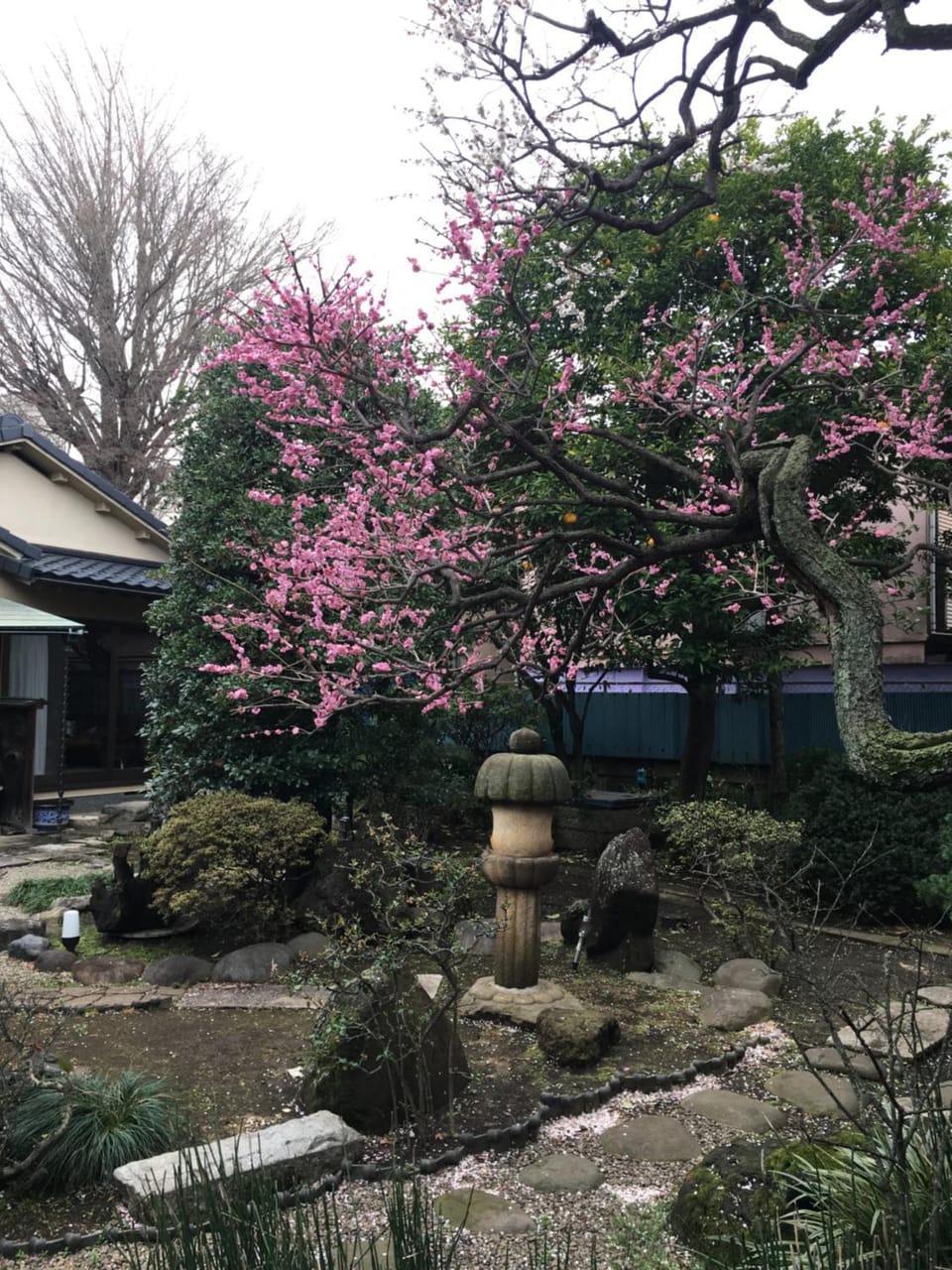 Garden view