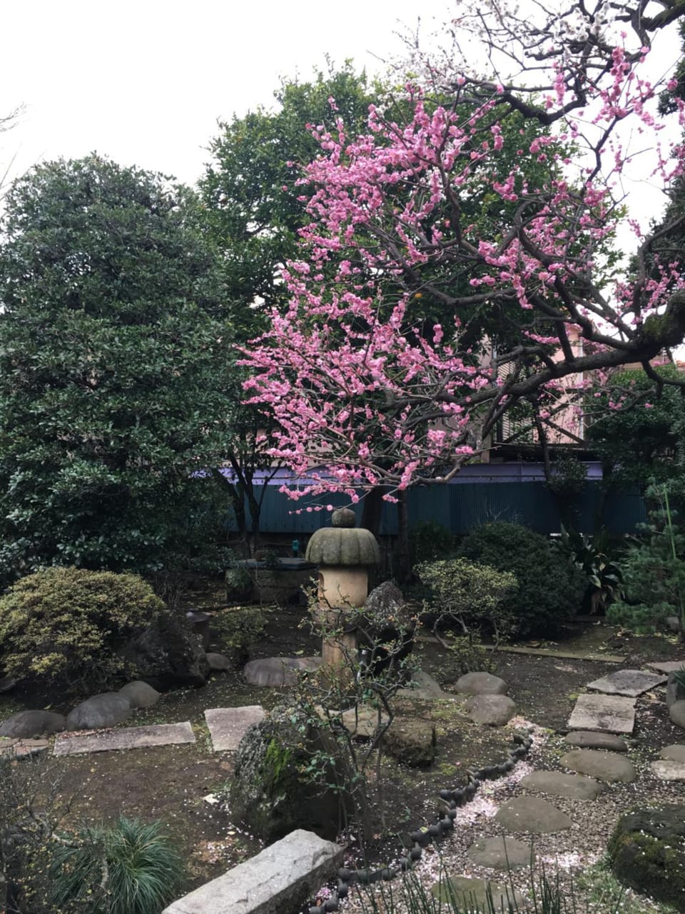 Garden view