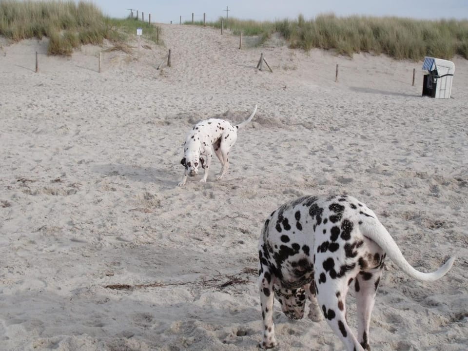 Beach, Pets