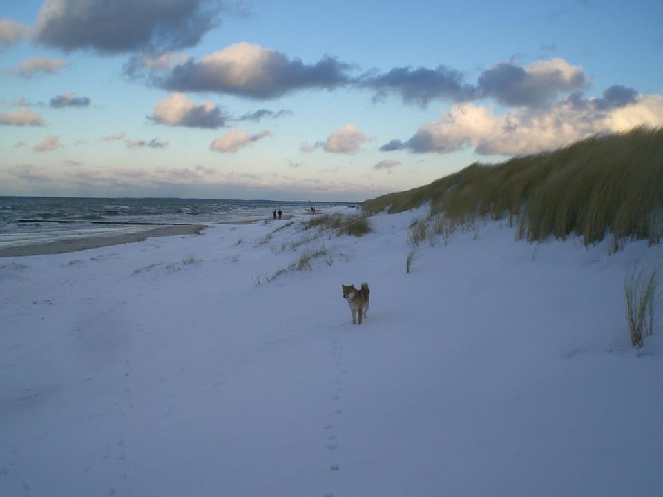 Winter, Beach, Pets