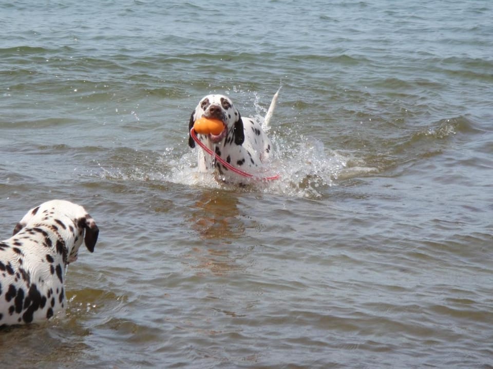 Beach, Pets