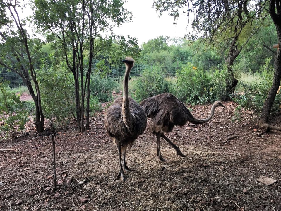 Animals