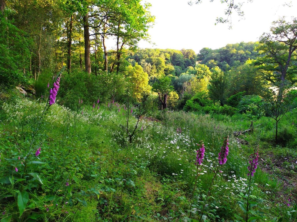 Natural landscape, Garden