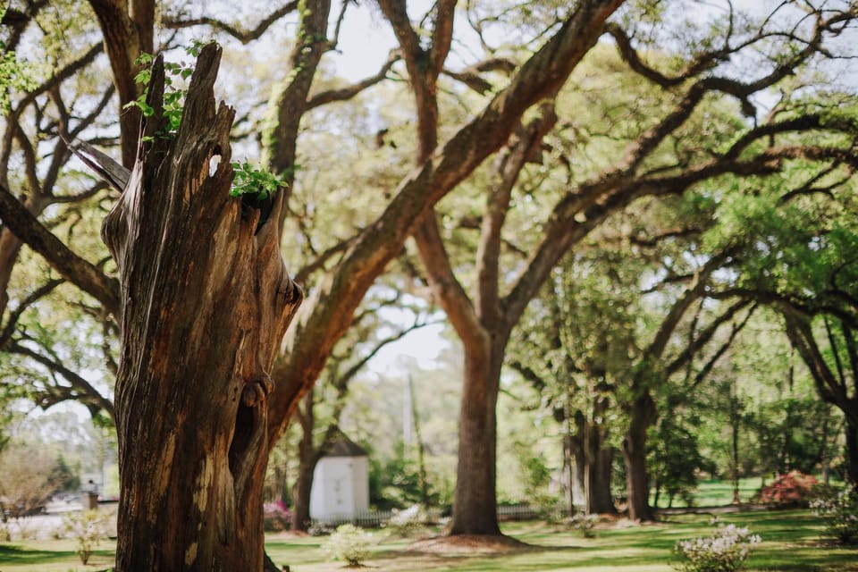 The Myrtles Bed and Breakfast in Saint Francisville