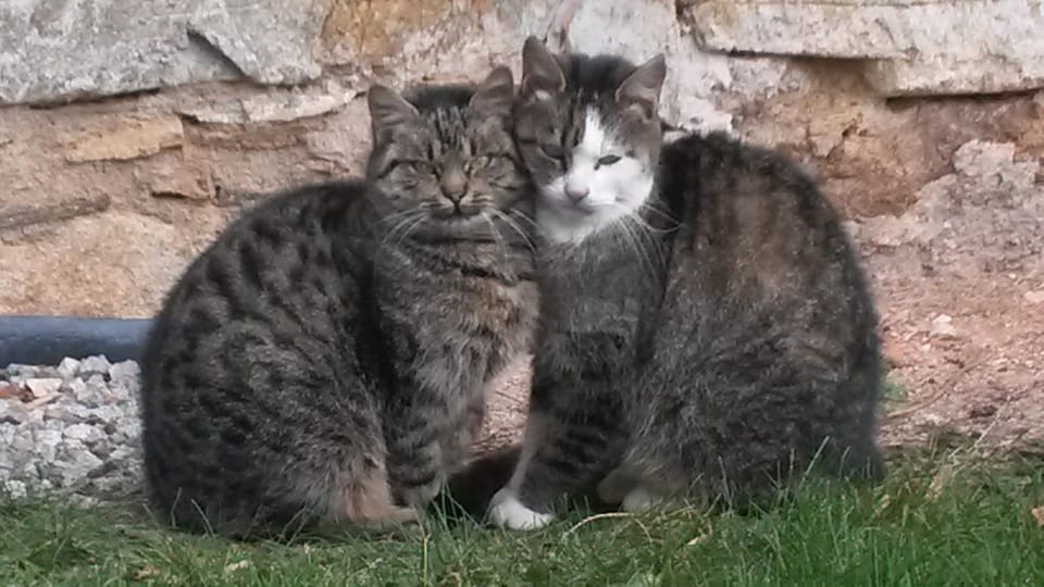 Pets