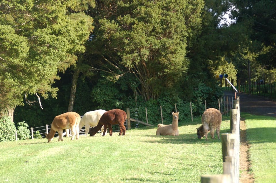 View (from property/room), Animals, Pets, Entertainment