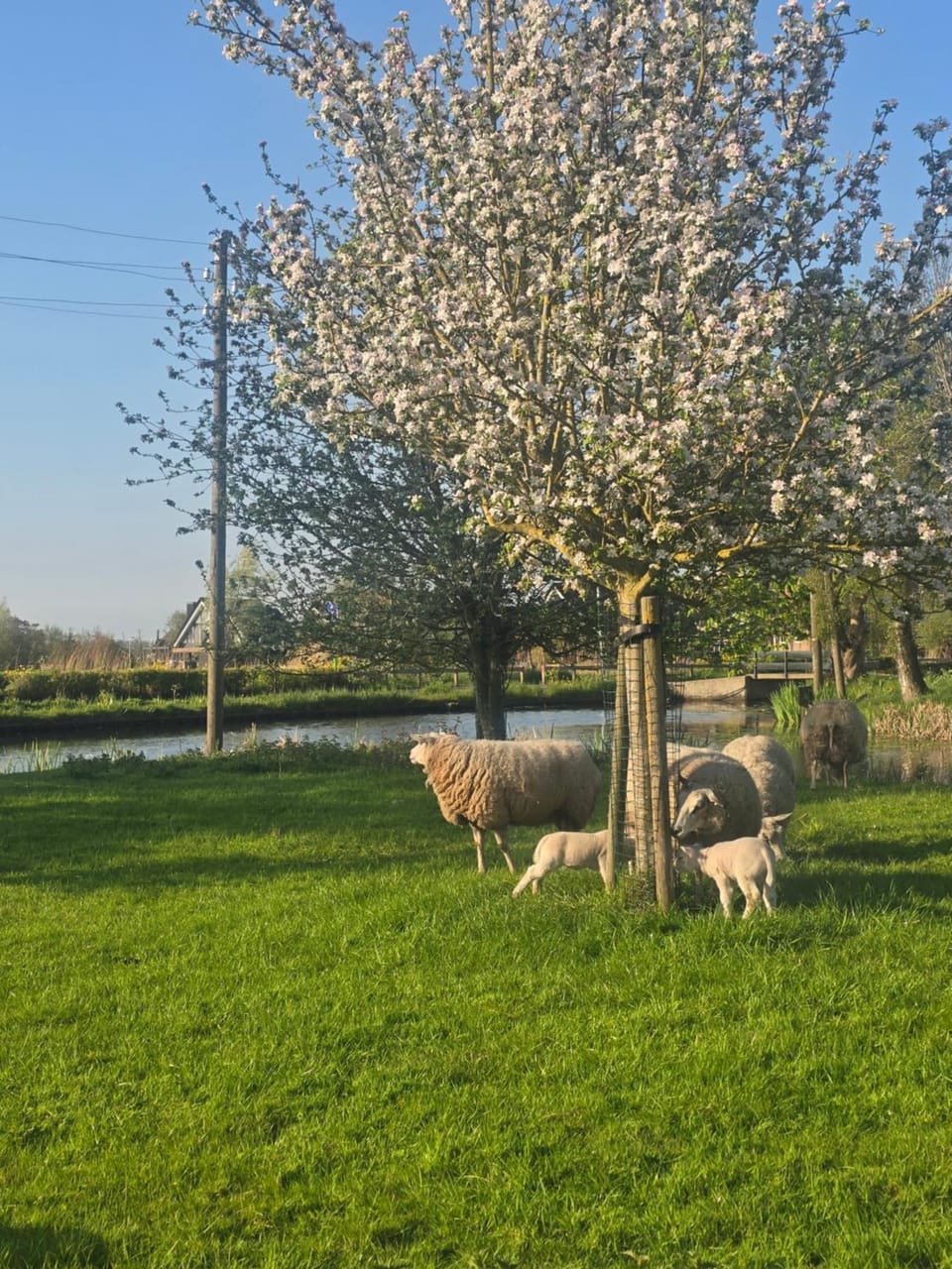Boutique vakantiehuis Het Stalhuys Apartment in Reeuwijk