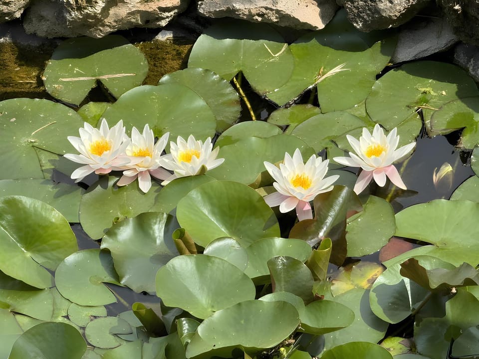 Spring, Natural landscape, Garden, Garden view