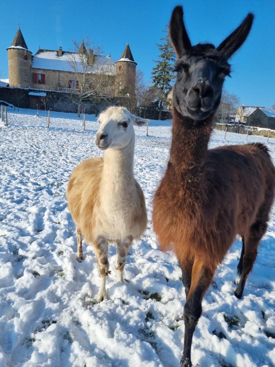 Winter, Animals