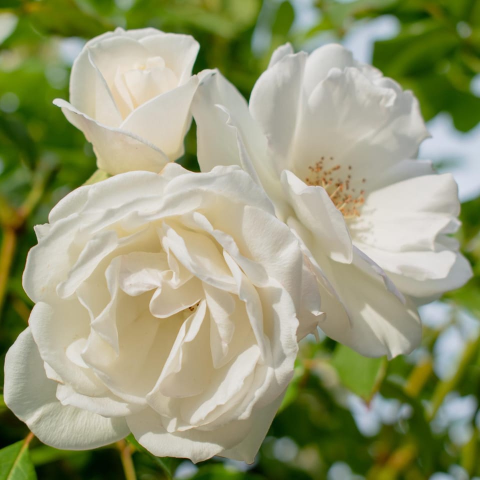 Spring, Summer, Garden, Autumn